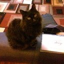 Catstew