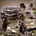 That_tapir_guy