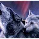 JetWolf