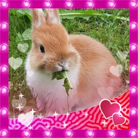 Krummel DE Cute 4th Place
