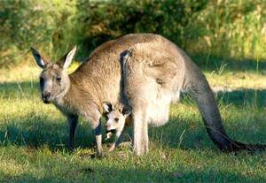 Native to Australia, the kangaroo wears a pouch, also known as a "Baby Cave"