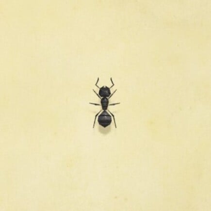 69. Ant Animal Crossing New Horizons Bug