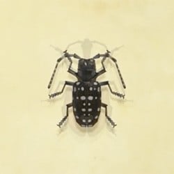 Citrus Longhorn Beetle