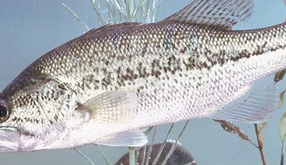 Big Bass Arcade (WiiWare)