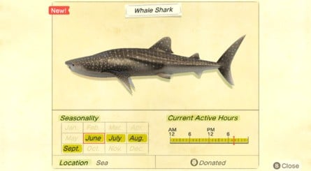 Whale Shark Animal Crossing New Horizons