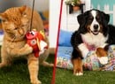 Gotta Fetch 'Em All! Your Pet Will Love Pokémon's Latest Merch Line