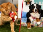 Gotta Fetch 'Em All! Your Pet Will Love Pokémon's Latest Merch Line