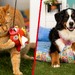 Gotta Fetch 'Em All! Your Pet Will Love Pokémon's Latest Merch Line