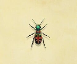 Tiger Beetle