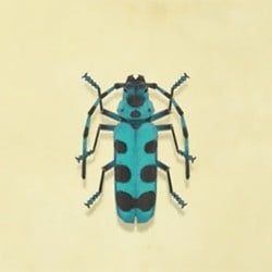 Rosalia Batesi Beetle