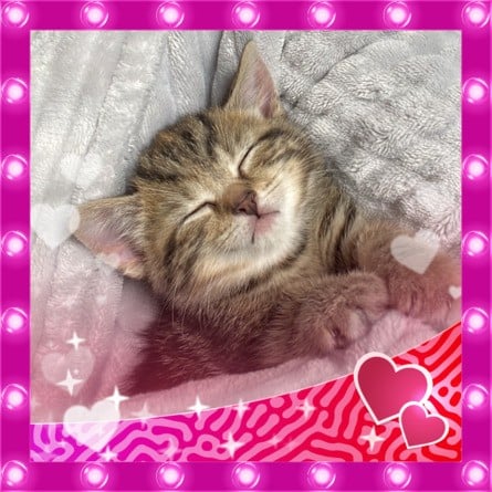 Baby Kitten UK Cute 3rd Place