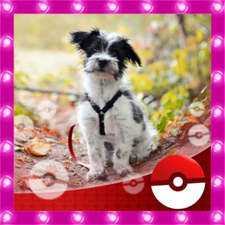 Oscar DE Cute 2nd Place