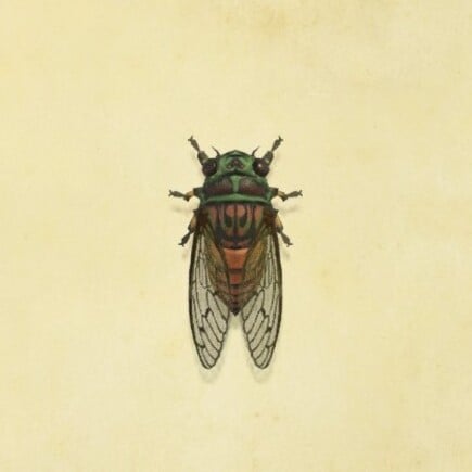 30. Evening Cicada Animal Crossing New Horizons Bug