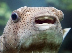 Ubisoft Shows Support For Switch As Legendary Fishing Surfaces On Korean Classification Board