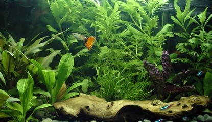 Zenquaria: Virtual Aquarium (WiiWare)