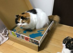 Cats Can't Get Enough Of Nintendo Labo
