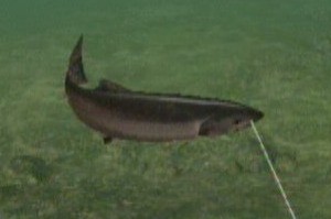 Gamers must love fish!