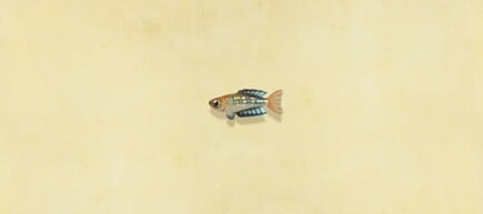 39. Rainbowfish Animal Crossing New Horizons Fish
