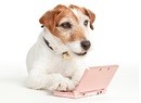 Here's a Dog Playing Nintendogs + Cats