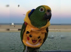 You Can Now Buy A Pikachu Hoodie For Your Parrot