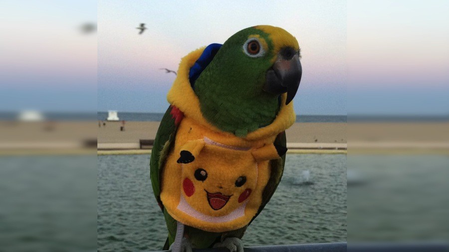 Pikachuparrot