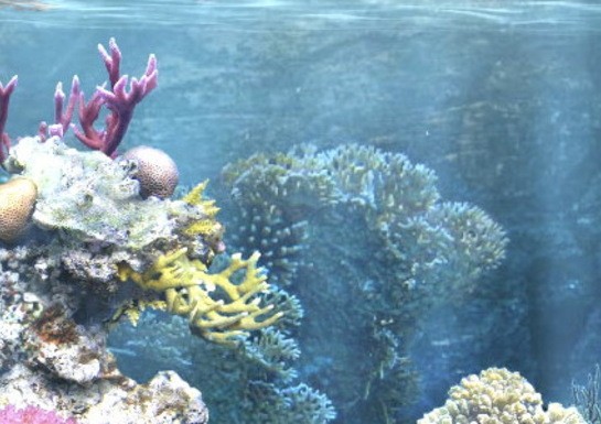 My Aquarium (WiiWare)