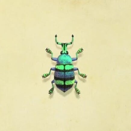 49. Blue Weevil Beetle Animal Crossing New Horizons Bug