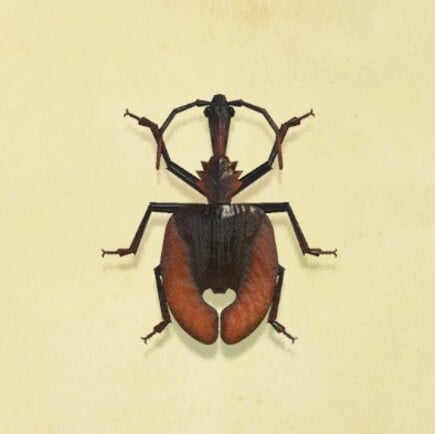 46. Violin Beetle Animal Crossing New Horizons Bug