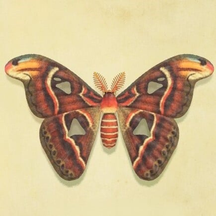 14. Atlas Moth Animal Crossing New Horizons Bug