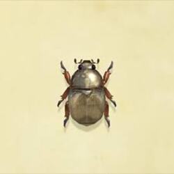 Scarab Beetle