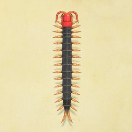 77. Centipede Animal Crossing New Horizons Bug