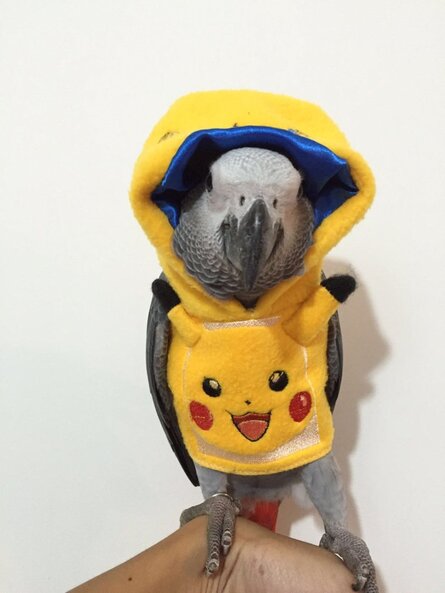 Parrot4