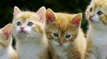 Petz Kittens