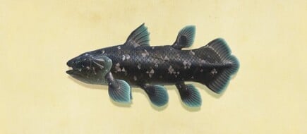 Coelacanth