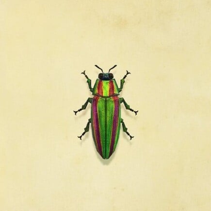 45. Jewel Beetle Animal Crossing New Horizons Bug