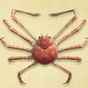 Spider Crab