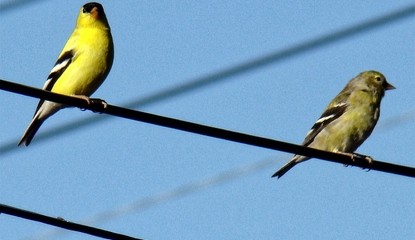 Play with Birds (WiiWare)