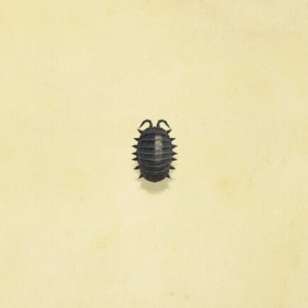76. Pill Bug Animal Crossing New Horizons Bug