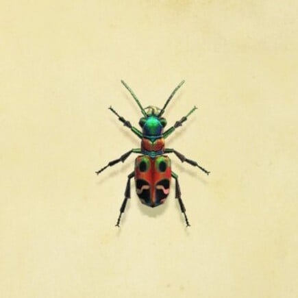 44. Tiger Beetle Animal Crossing New Horizons Bug