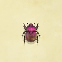 Earth-Boring Dung Beetle