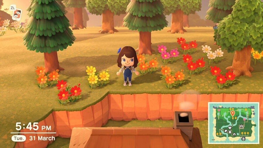 Animal Crossing New Horizons How To Grow And Breed Flowers, Hybrid Flowers And Gold Roses