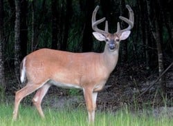 Deer Hunting King (3DS eShop)