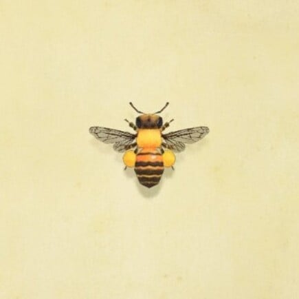 24. Honeybee Animal Crossing New Horizons Bug