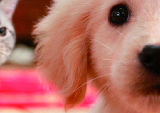 Nintendogs + Cats (3DS)