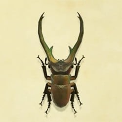 Cyclommatus Stag