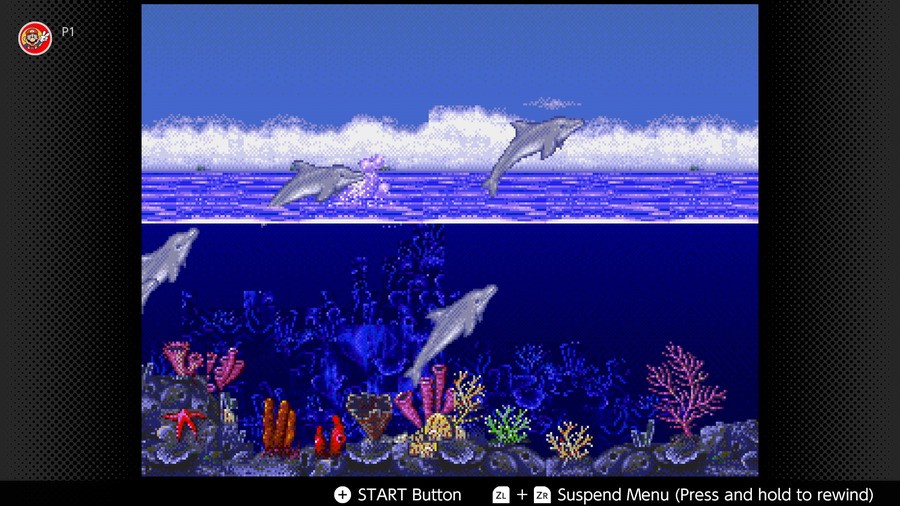 Ecco the dolphin