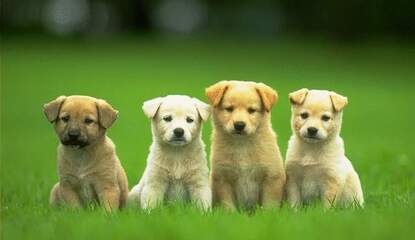 Petz Dogz Family (DSiWare)