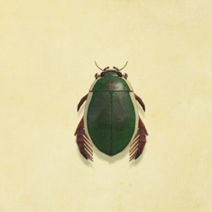 39. Diving Beetle Animal Crossing New Horizons Bug