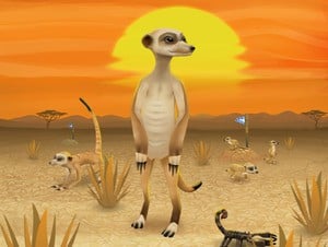 Meerkat madness!