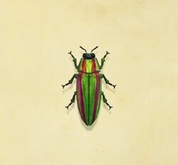 Jewel Beetle